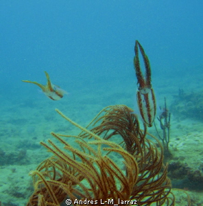 Calamare, displaying mating behavior by Andres L-M_larraz 